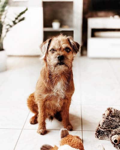 pugapoo-dog-breed-2