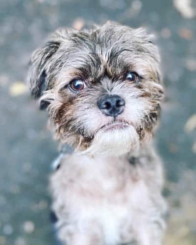 pugapoo-dog-breed-7