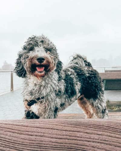 tri-clor-bernedoodle