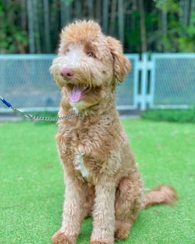 bordoodle-dog-breed-5