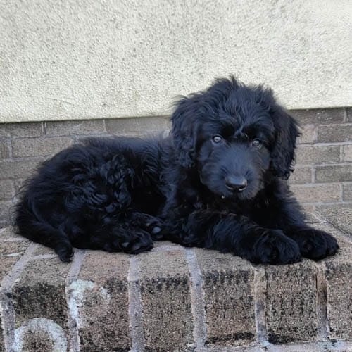 bordoodle-dog-breed-8