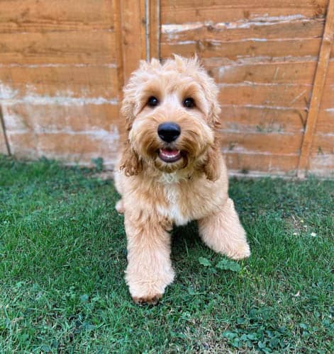 cockapoo-dog-breed