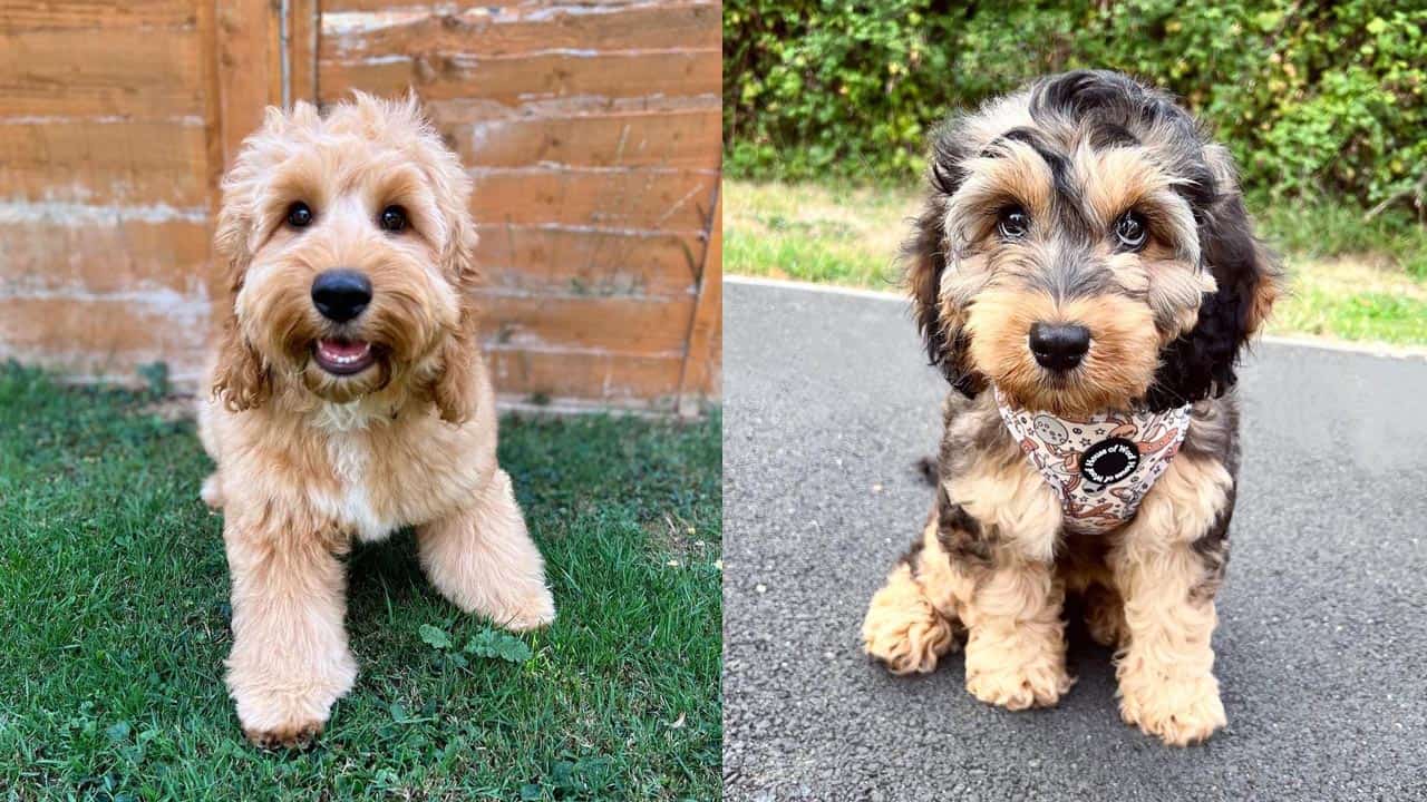 Cocker Spaniel Poodle Mix Black