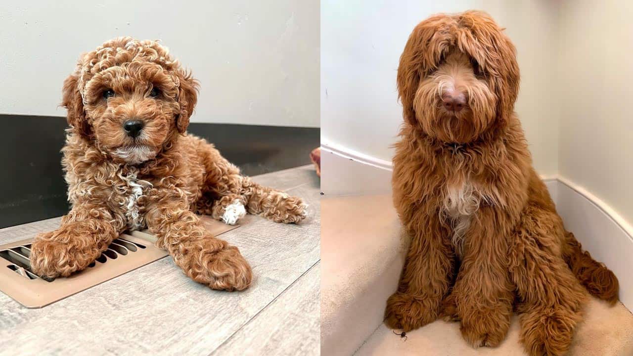 Double Doodle Dogs Images, Temperament and Infomation