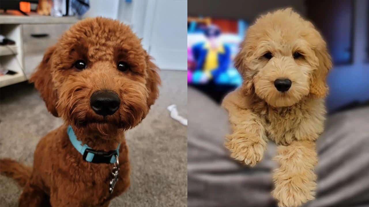 F1 f1b best sale goldendoodle difference