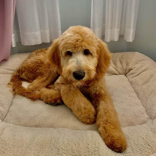 f1b-goldendoodle-dog-2