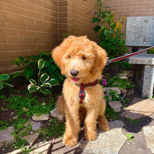 f1b-goldendoodle-dog-3