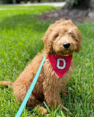 f1b-goldendoodle-dog-4