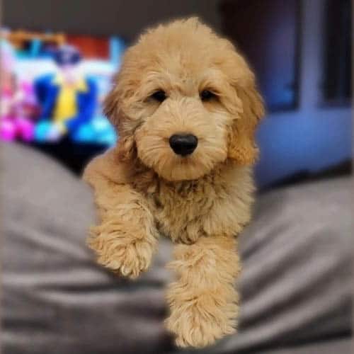 f1b-goldendoodle-dog-5