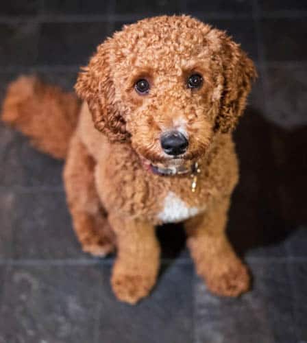 f1b-goldendoodle-dog-6