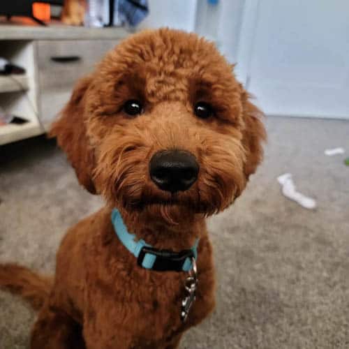 f1b-goldendoodle-dog-7