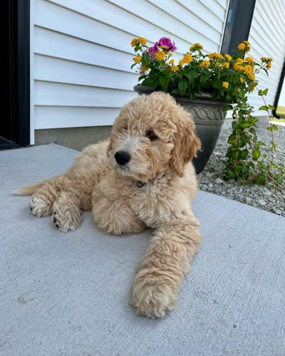 f1b-goldendoodle-dog