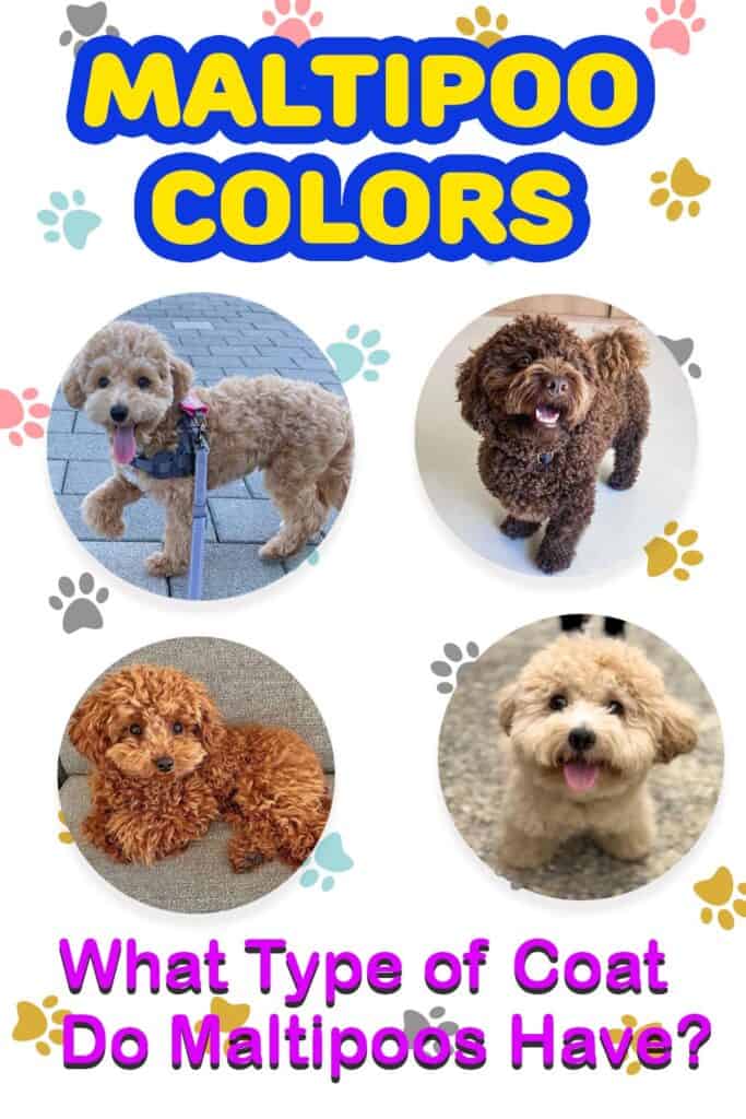 maltipoo-coat-colors