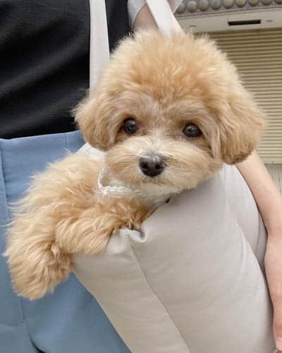 maltipoo-colors-2