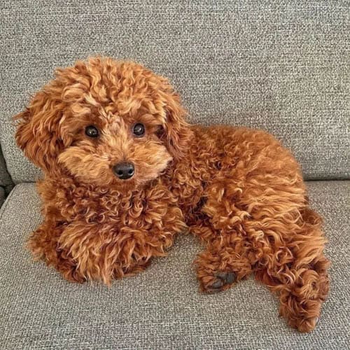 dark brown maltipoo