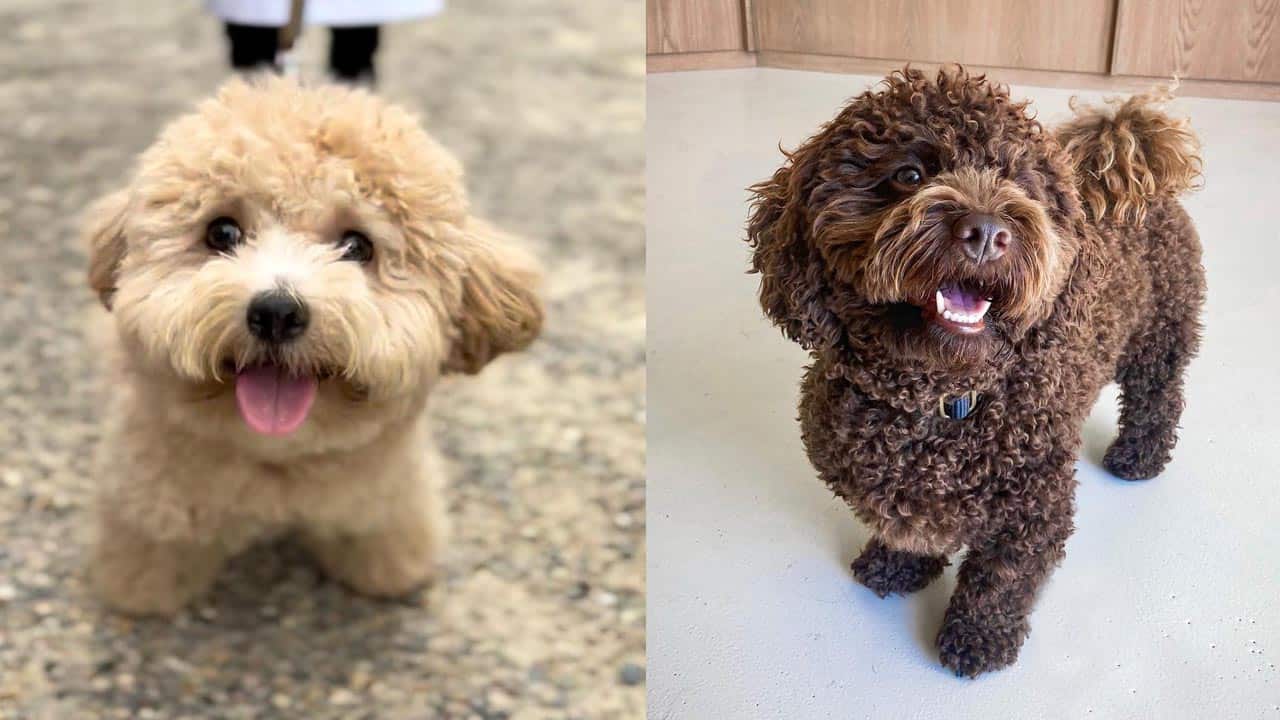 dark brown maltipoo