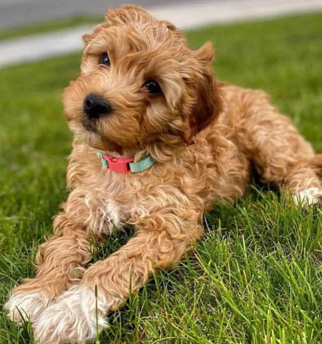 mini-goldendoodle-2