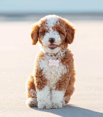 mini-goldendoodle-3