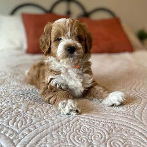 mini goldendoodle 7