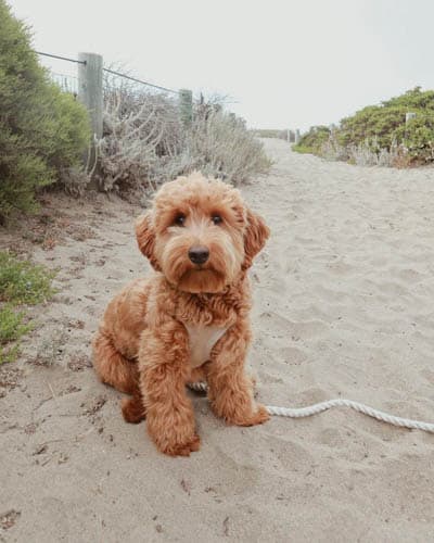 mini-goldendoodle