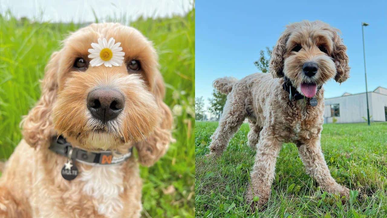 Spoodle Archives Poodle Mix Club spoodle-archives-poodle-mix-club