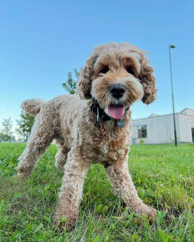 spoodle-dog-breed-2