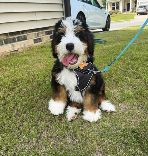 bernedoodle-behavior-problems-2