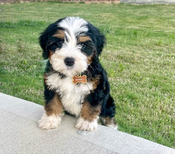 bernedoodle-behavior-problems-3