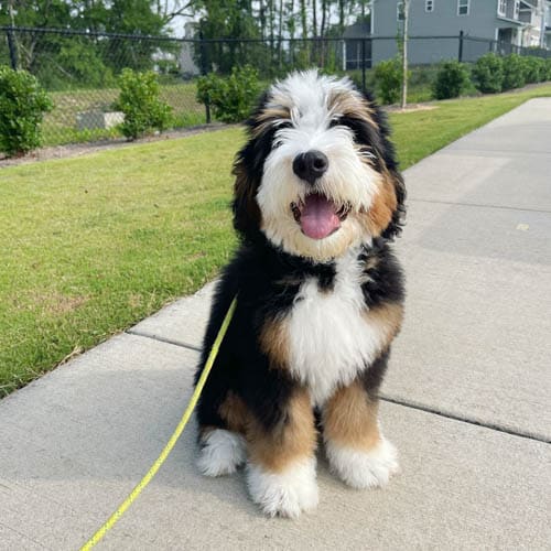 bernedoodle-behavior-problems