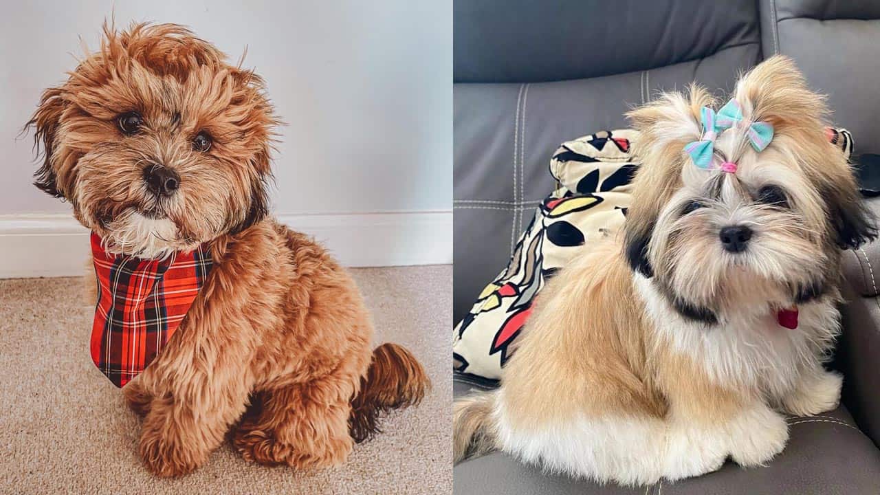 LhasaPoo Dogs | Lhasa Apso and Miniature Poodle Mix