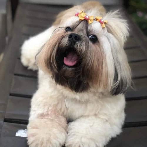 lhasapoo-dog-breed-4