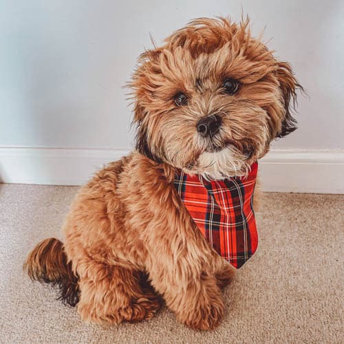 lhasapoo-dog-breed