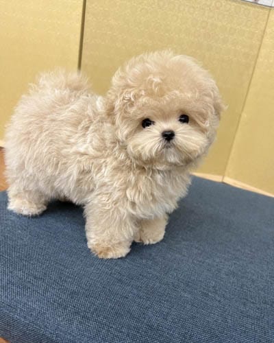 maltipoo-behavior-problems-2