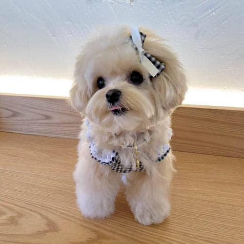 maltipoo-behavior-problems-3