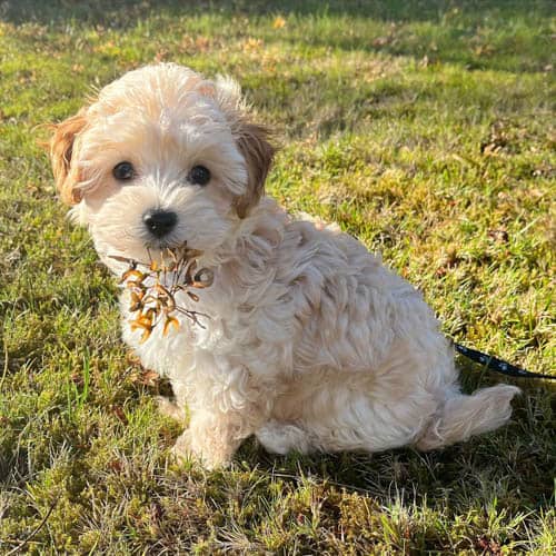 maltipoo-behavior-problems-4