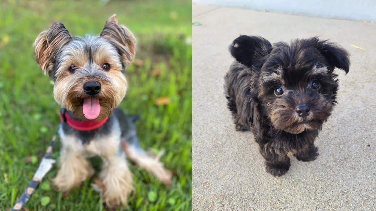 what age do yorkie poos stop growing