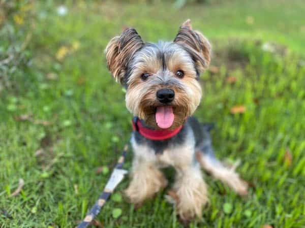 yorkiepoo-behavior-problems-2