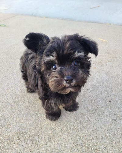 yorkiepoo-behavior-problems-3