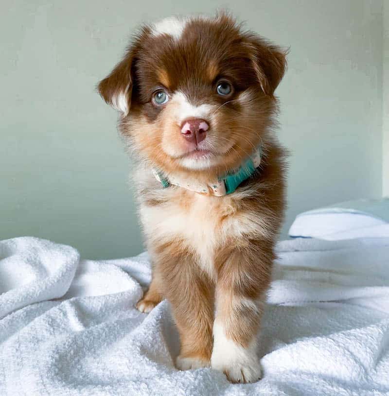 miniature-aussiedoodle-dog-breed