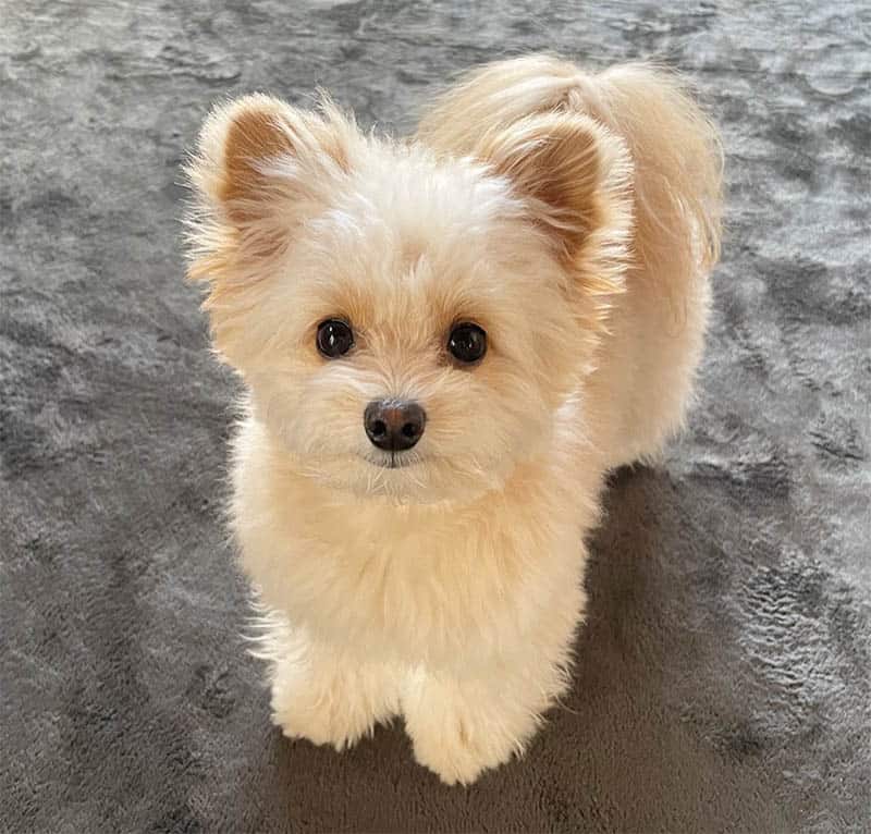 mini-pomapoo-dog-breed