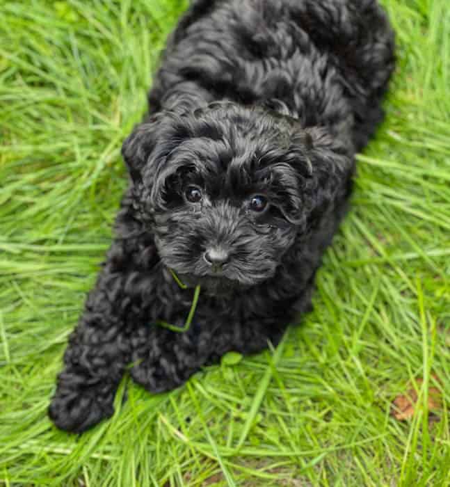 black-maltipoo-dog-breed-2