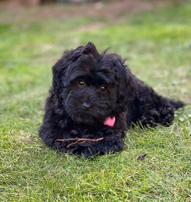 black-maltipoo-dog-breed-3