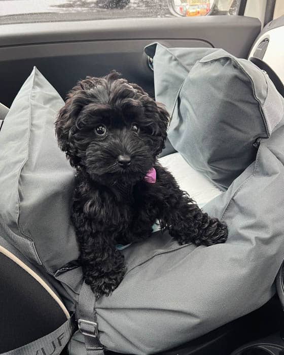 black-maltipoo-dog-breed-4