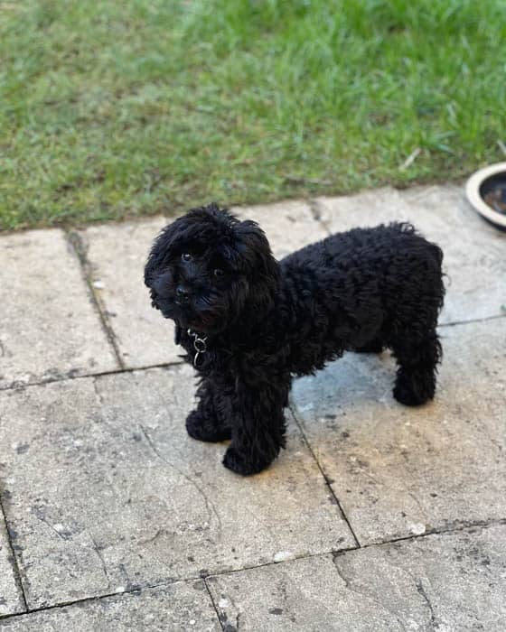 black-maltipoo-dog-breed-5