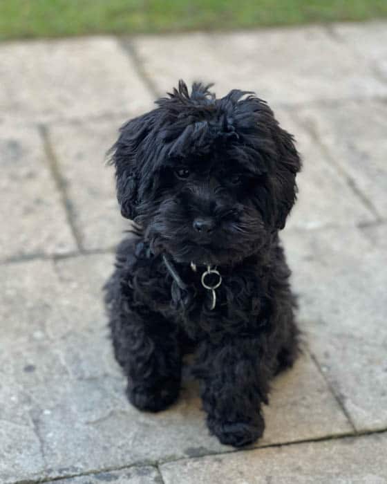 black-maltipoo-dog-breed-6