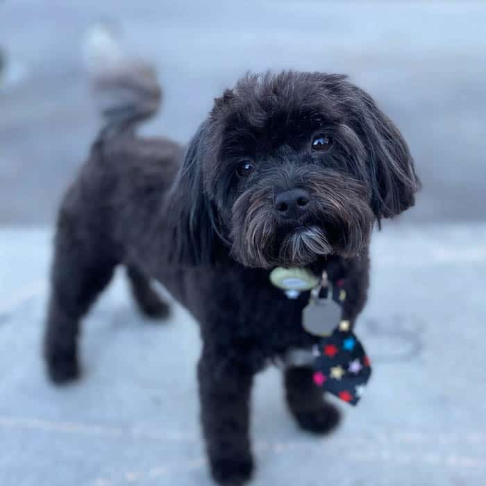 black-maltipoo-dog-breed-7