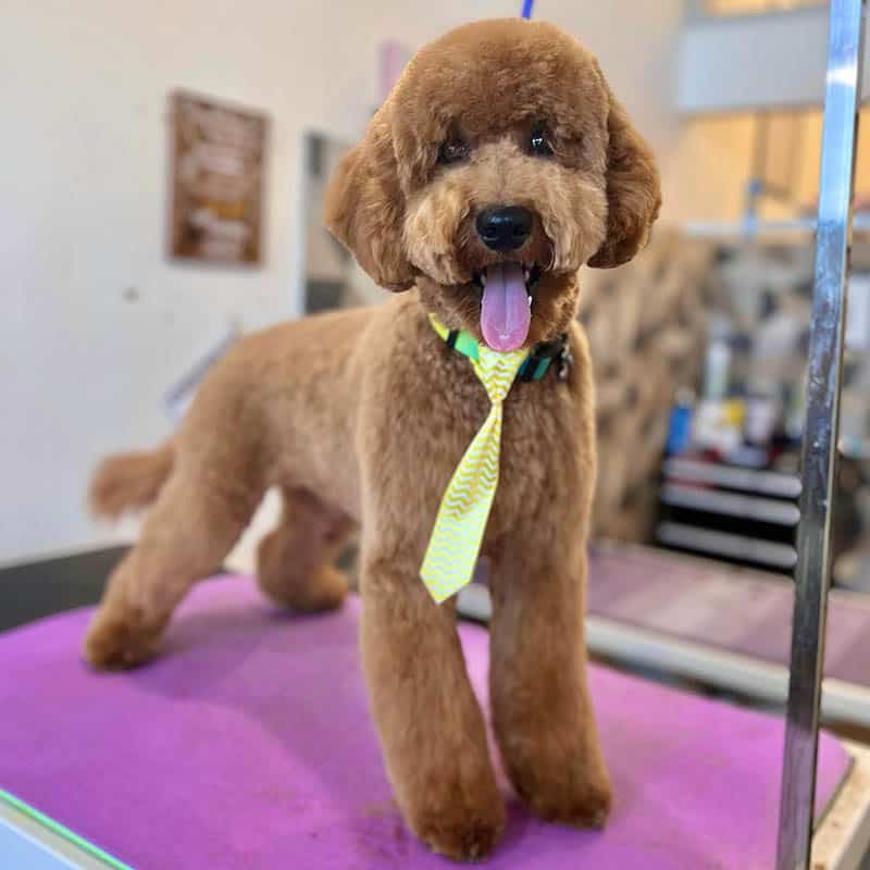 how-can-grooming-make-your-doodle-happier