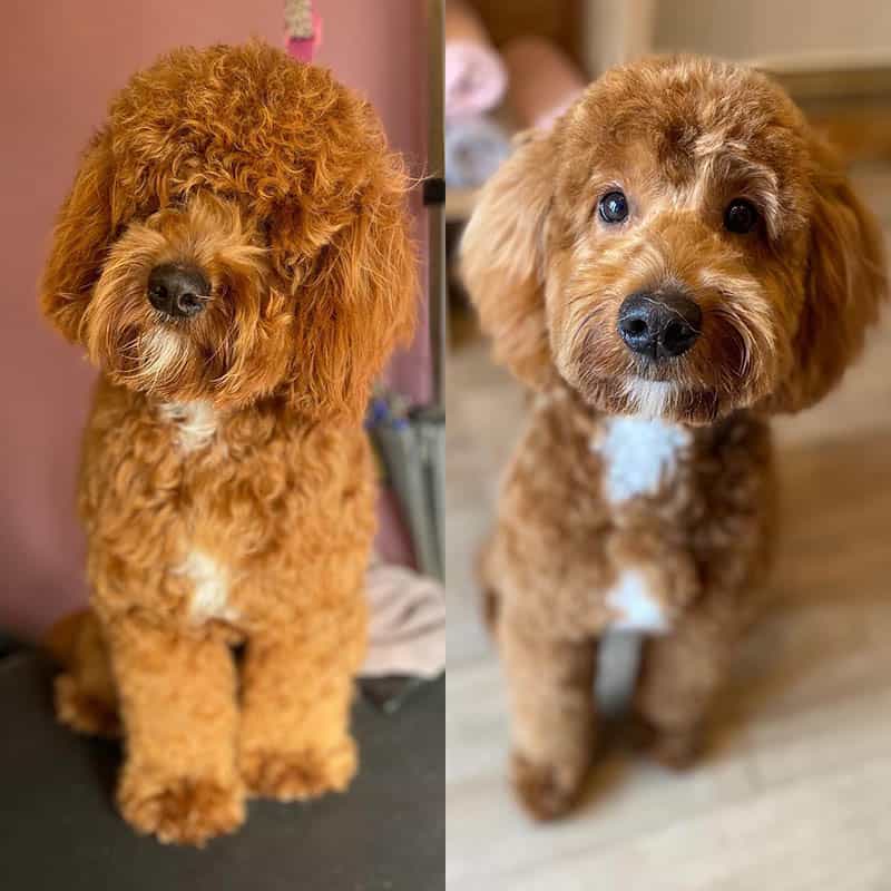 how-can-grooming-make-your-doodle-happier