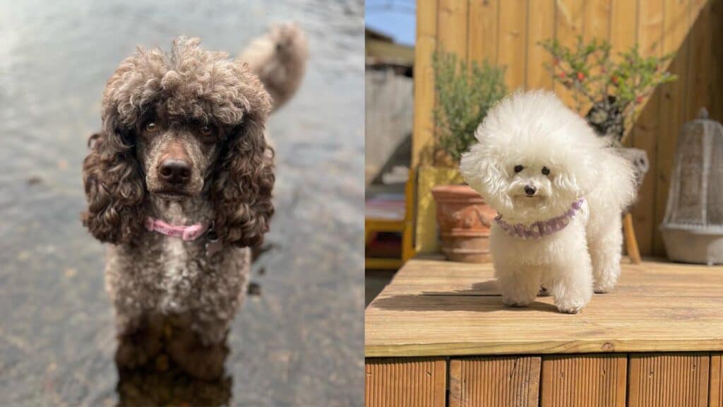 white-and-brown-poodle-dogs