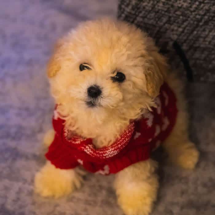 brown-color-poodle-red-dog-sweater